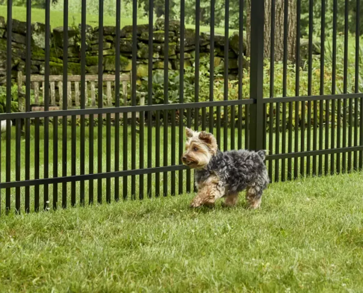 puppy-picket-fence